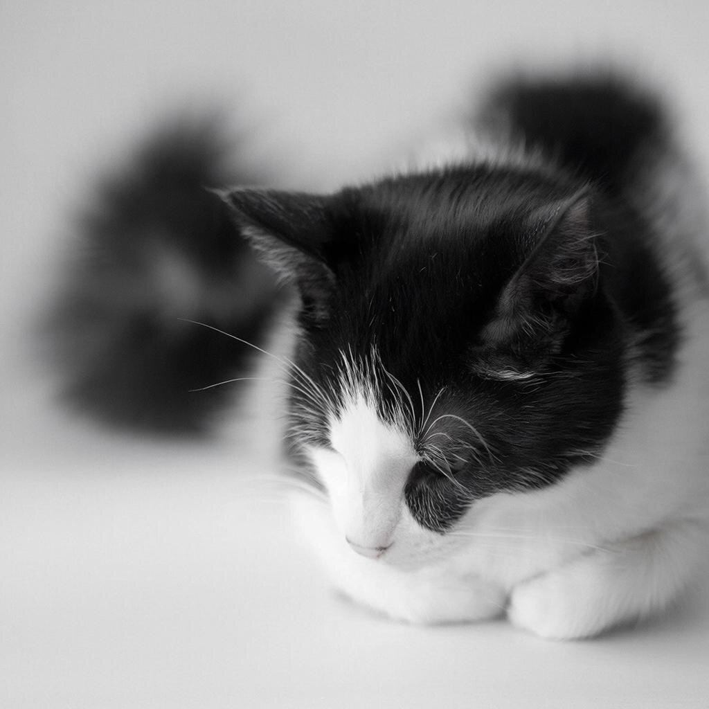 Ункас. Боится всего и всех.