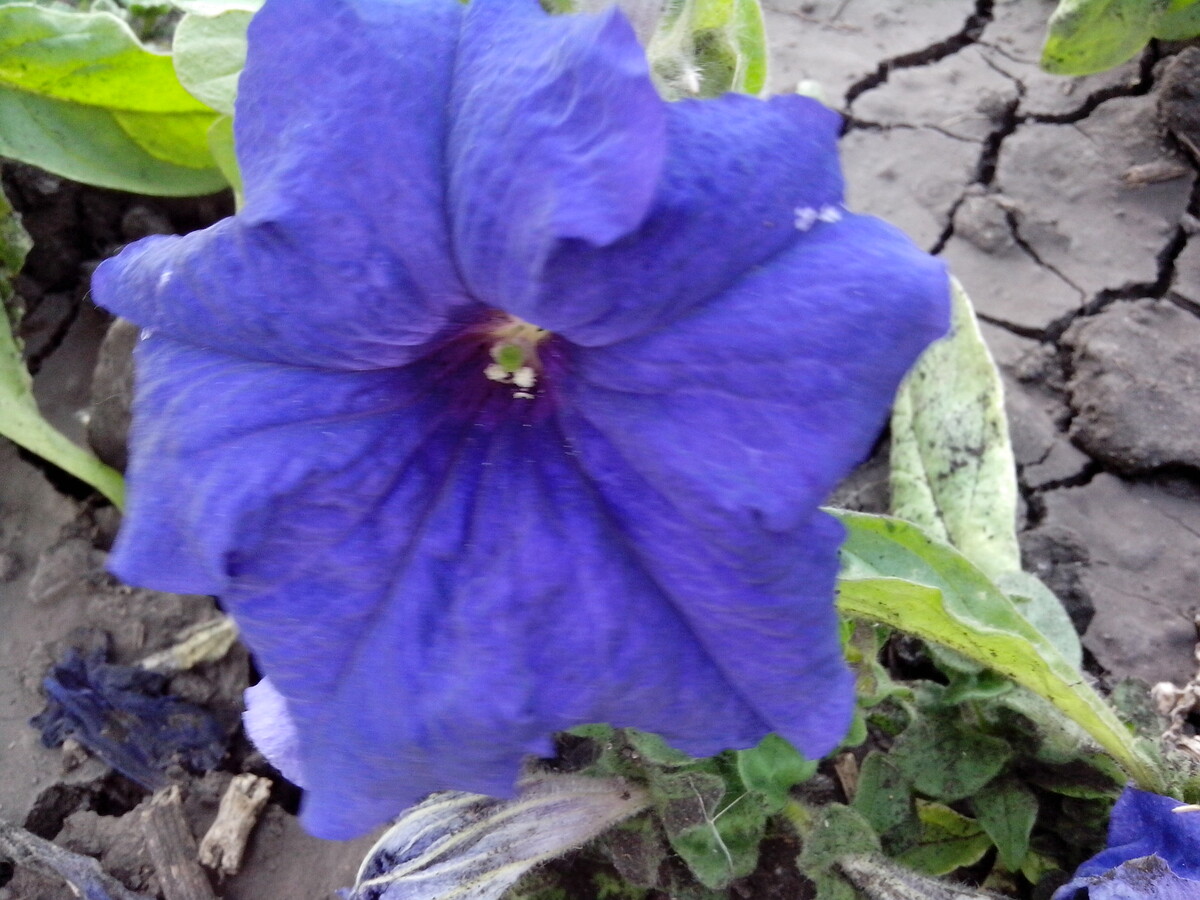 Фото Шпис В. И.