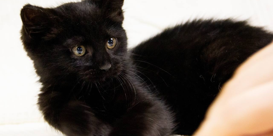 😿💔Маленькая Альта родилась ненужной - но отчаянно хочет стать любимой! ⬛🐈