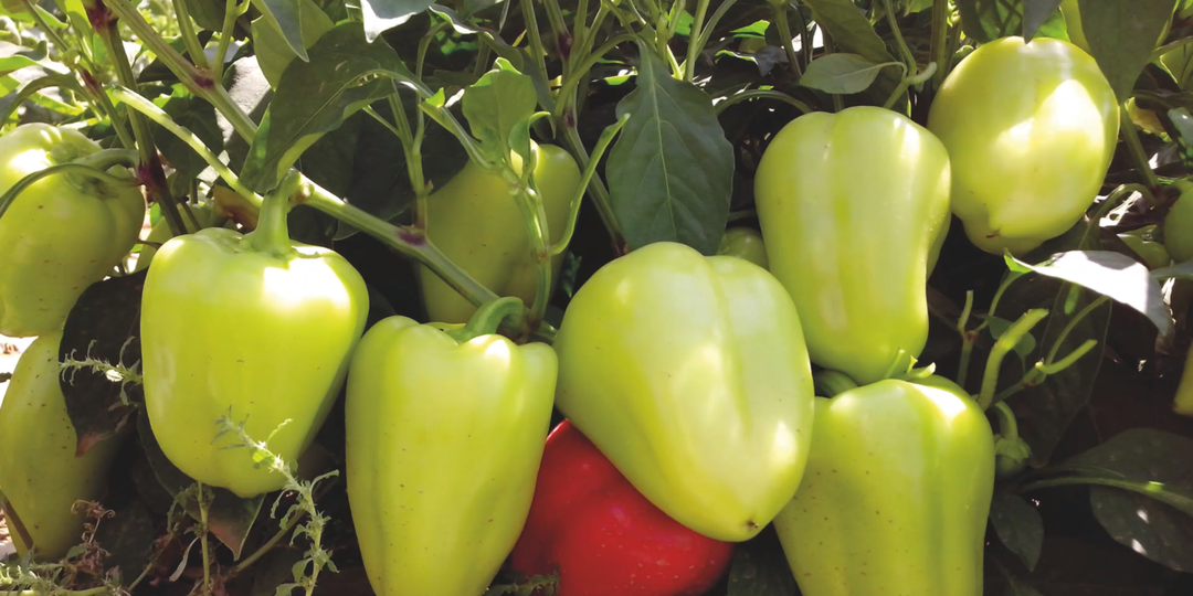 2 урожайных перца, которые обязательно посажу в 2026 году