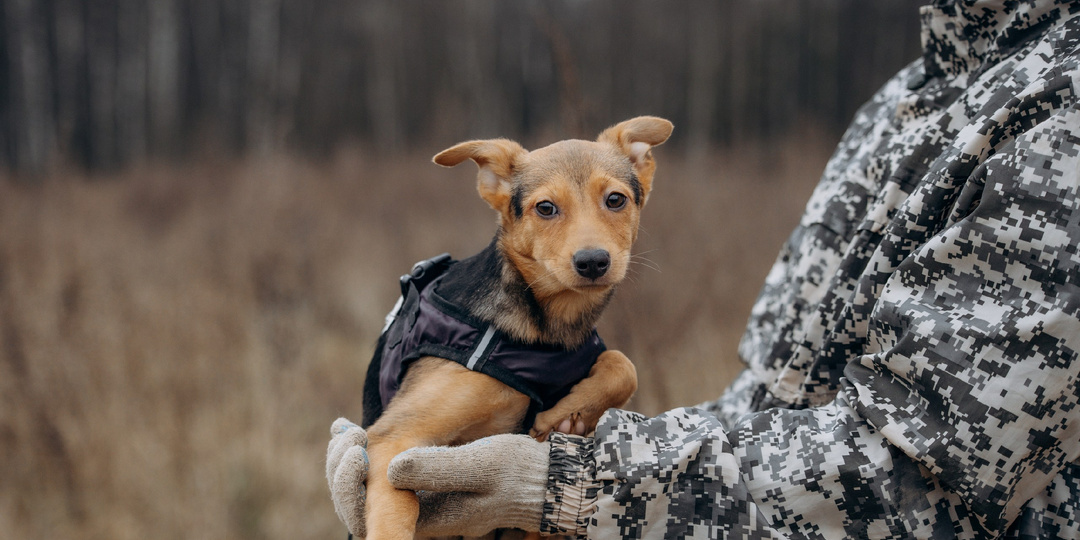 Щенок из приюта в добрые руки!