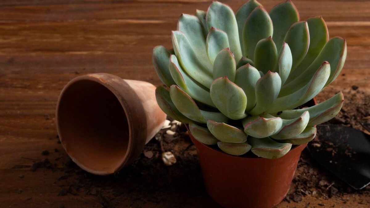    Цветок.   freepik.