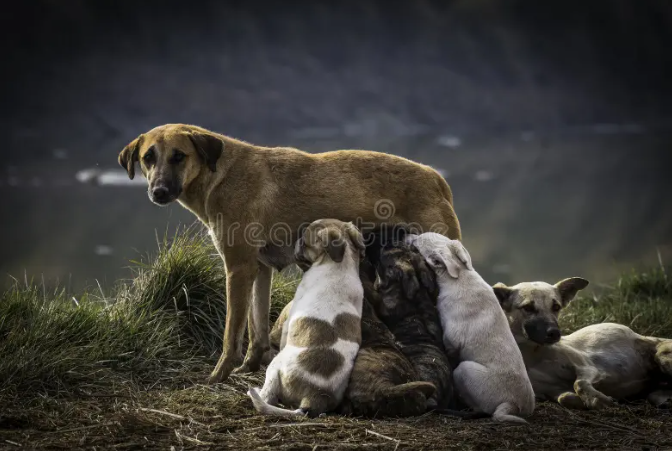 Щенки живучи, все хотят живучих детей