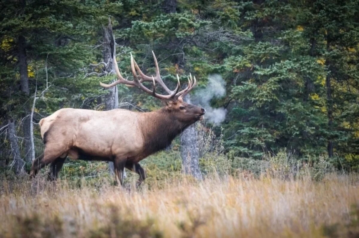    На Камчатке браконьеры выплатили 400 000 рублей за убийство лося