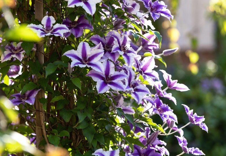 Клематис: морфология и управляемая декоративность в условиях сада