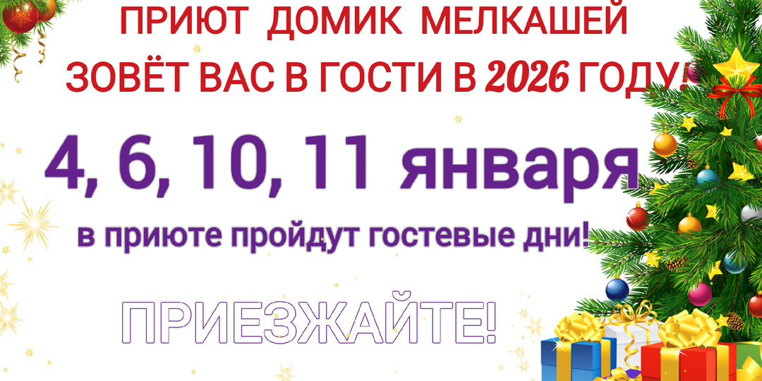 Гостевые дни в новогодние праздники! Приезжайте в приют Домик Мелкашей за собачкой!💕