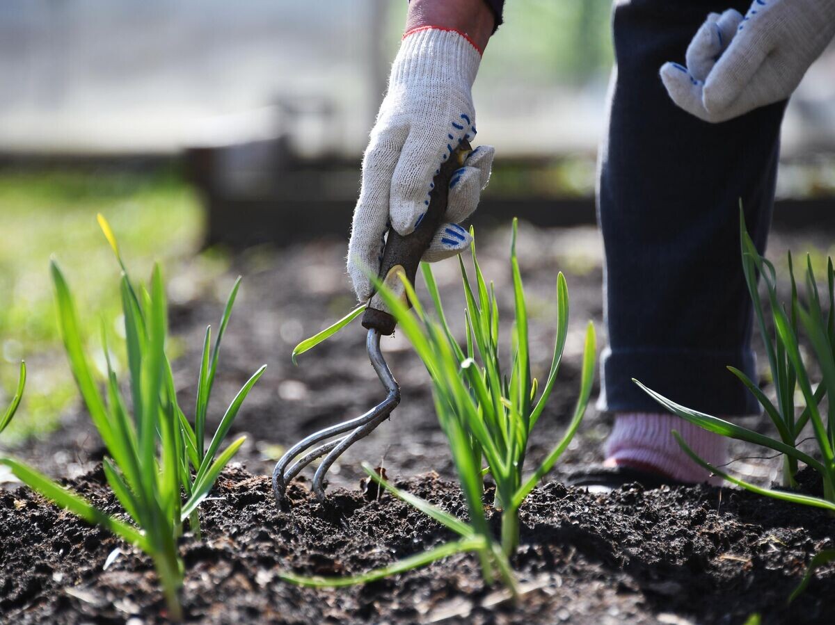    Женщина пропалывает грядку на дачном участке во Владимирской области | © РИА Новости / Кирилл Каллиников