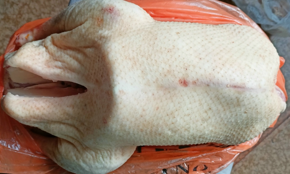 Фото автора. Гусь 2025-2026 сезона,