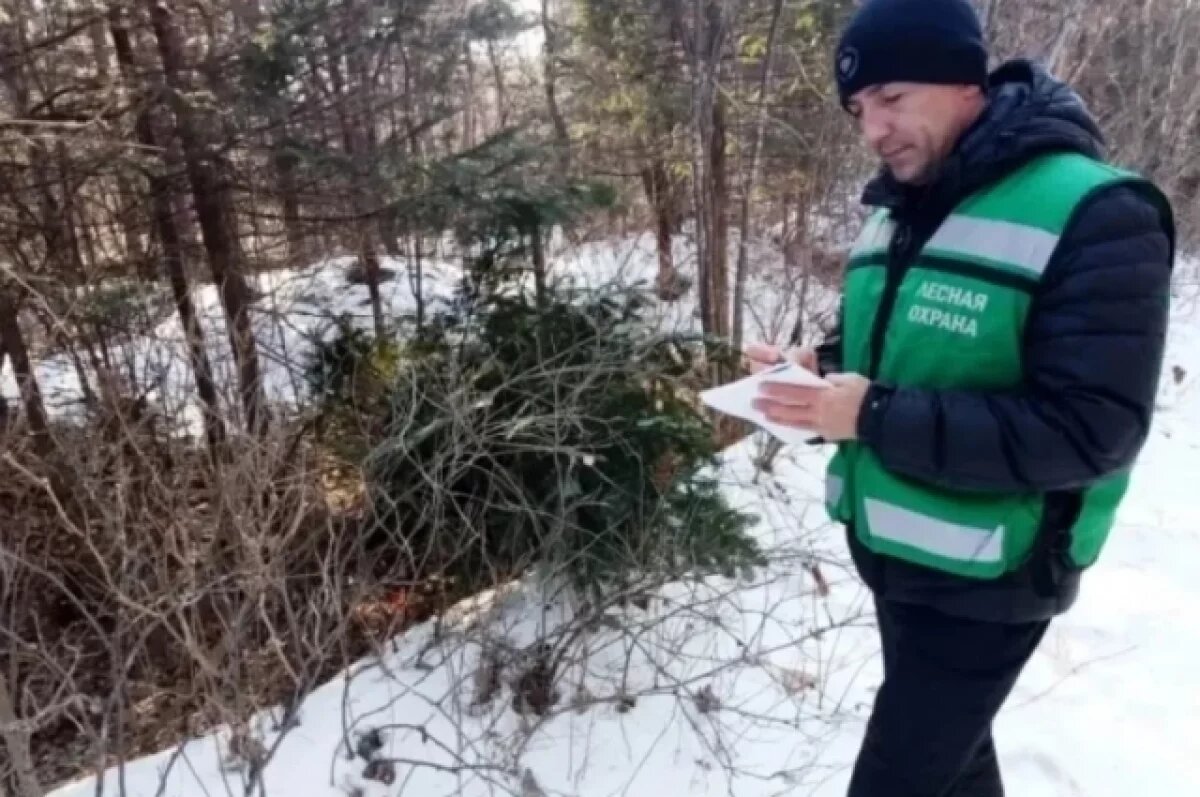    В Хабаровском крае поймали браконьеров на незаконной рубке ёлок