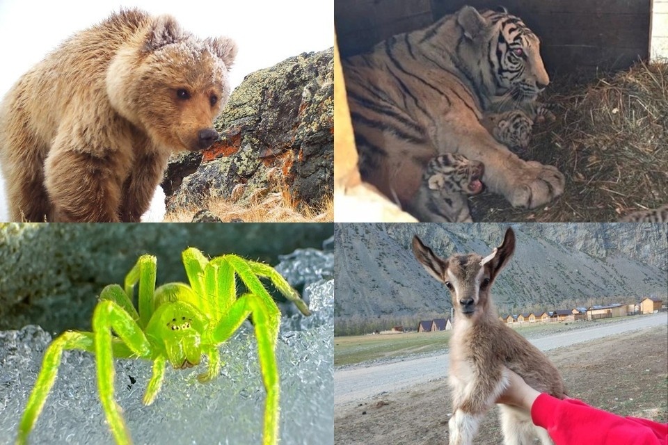    Подборка из 6 номинаций для братьев наших меньших. Фото: Коллаж КП*