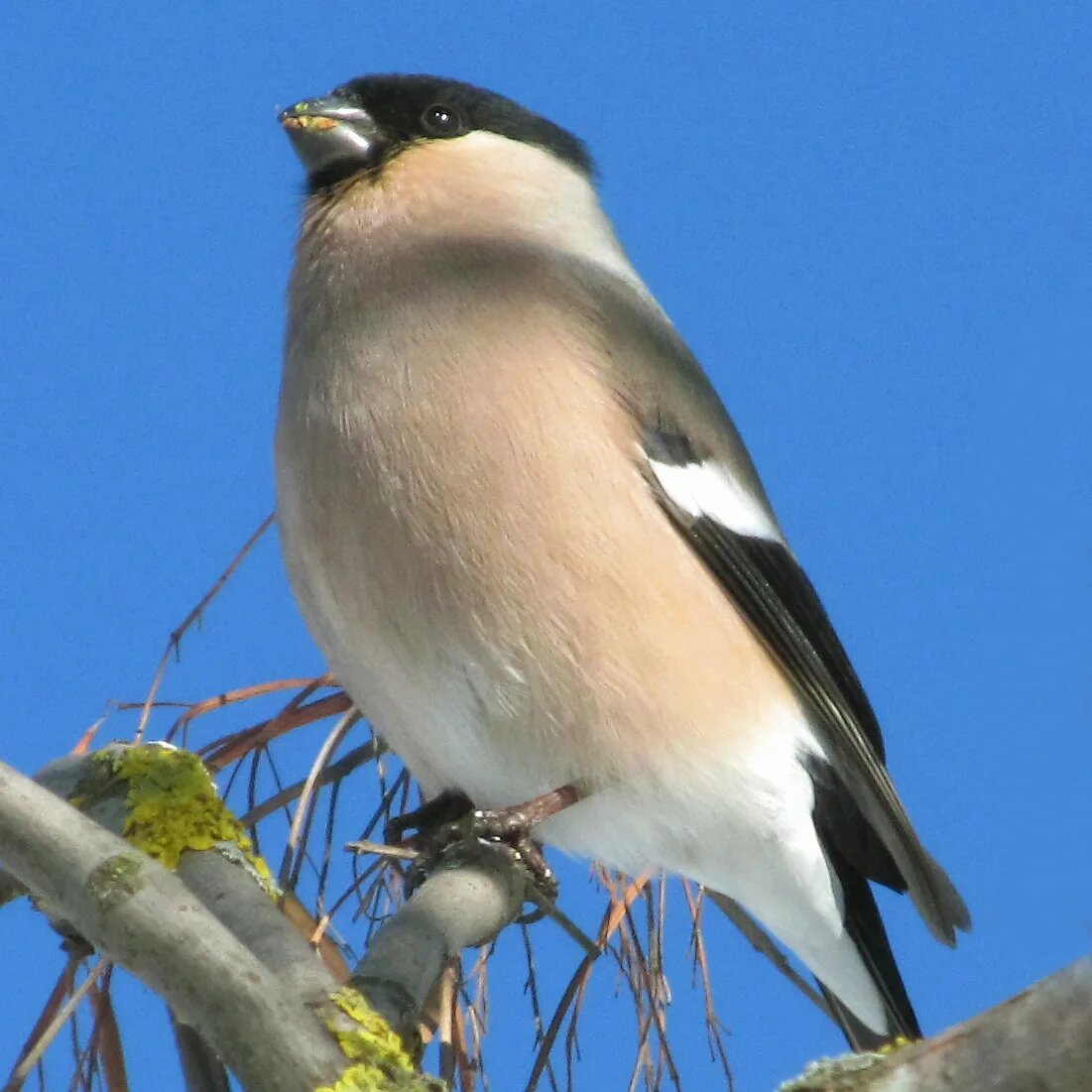 Снегирь (самка)