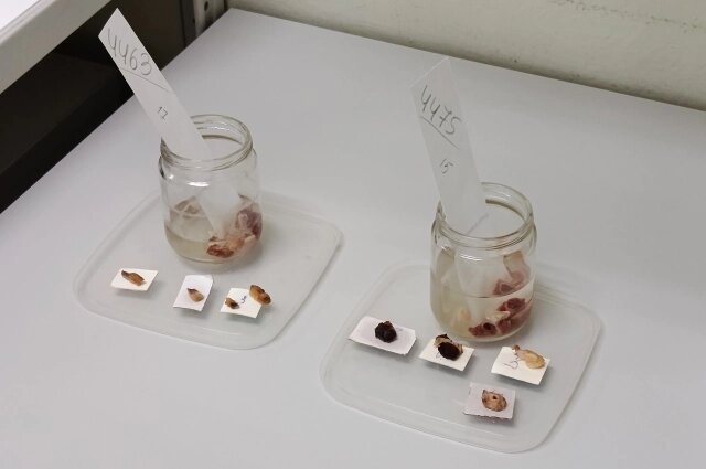    Образцы всегда берут для исследований. Фото: Министерство здравоохранения Омской области/ Оксана Кудрявцева