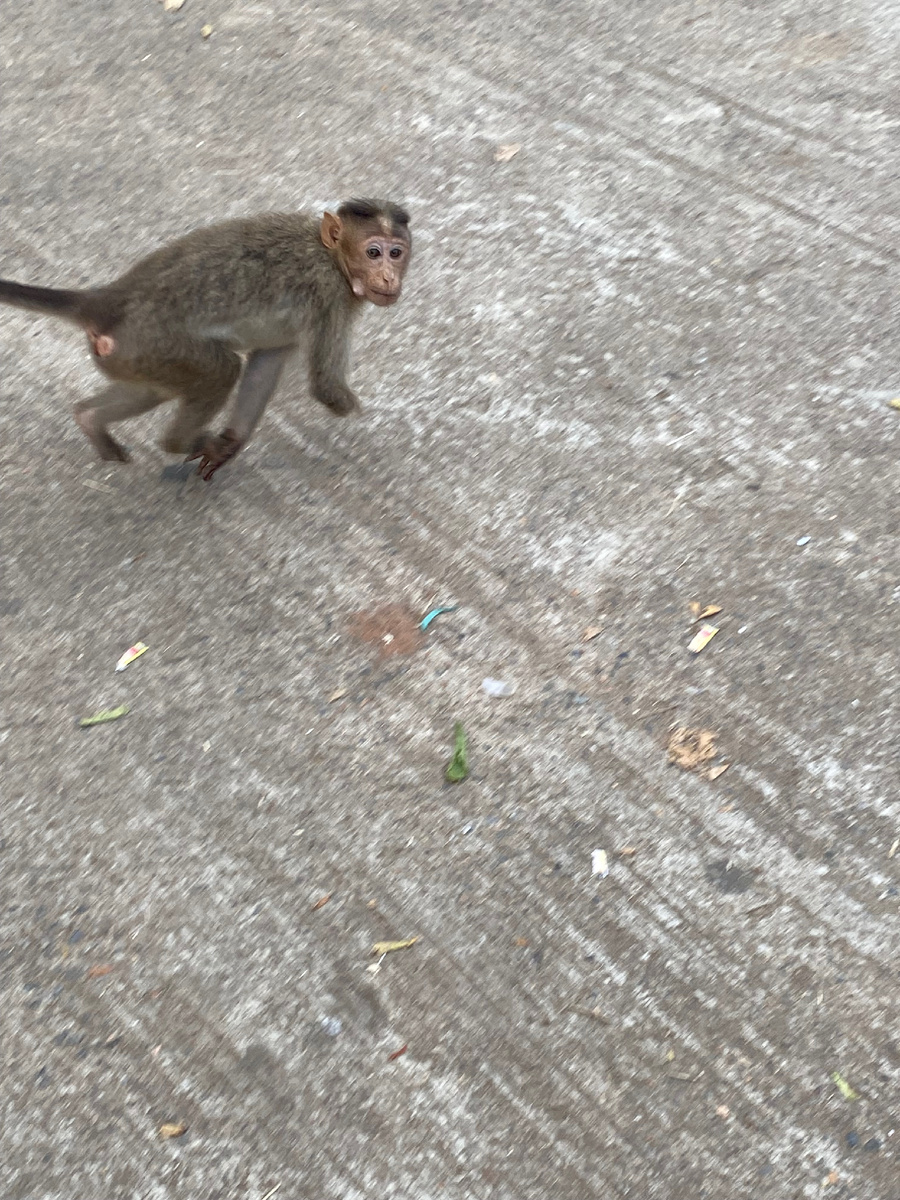 Без лапки, неоднократно видела, лезут везде