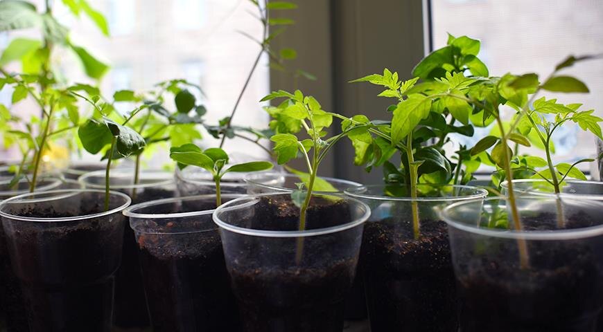 Натуральные подкормки для рассады: 5 проверенных рецептов из кухонных отходов 🌿🍌 (Без химии и копейки затрат!)