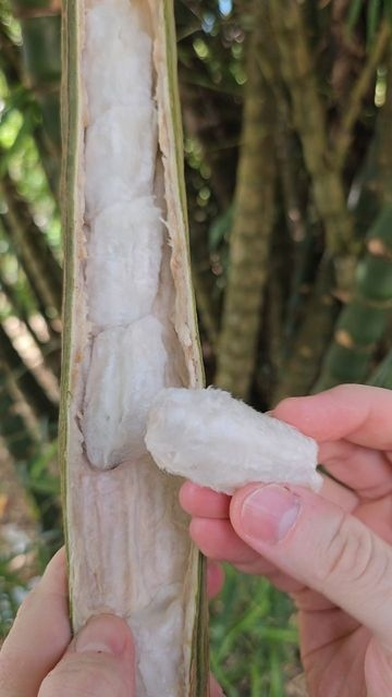 Мороженка прямо с ветки