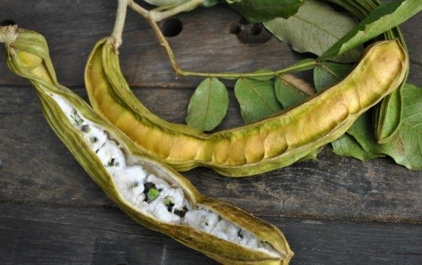 Инга съедобная: дерево, ради которого не нужно жечь лес