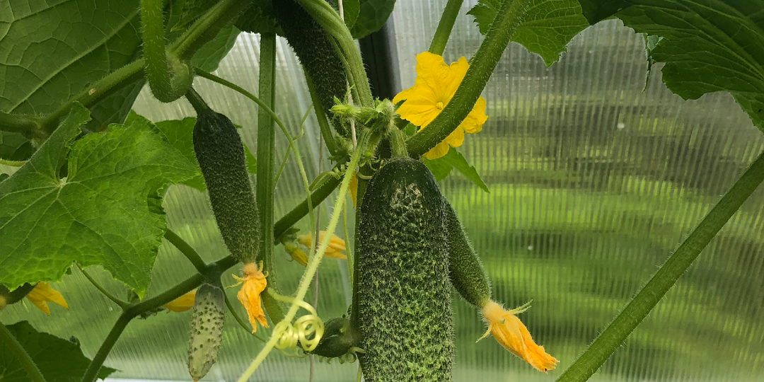 🌿 Что я больше не сажаю на огороде — и стало легче жить
