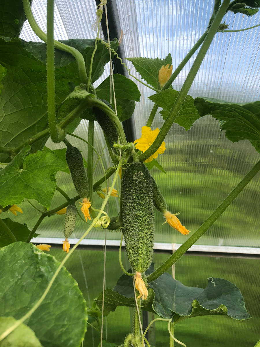 Огурцы Трилоджи в теплице, 2025