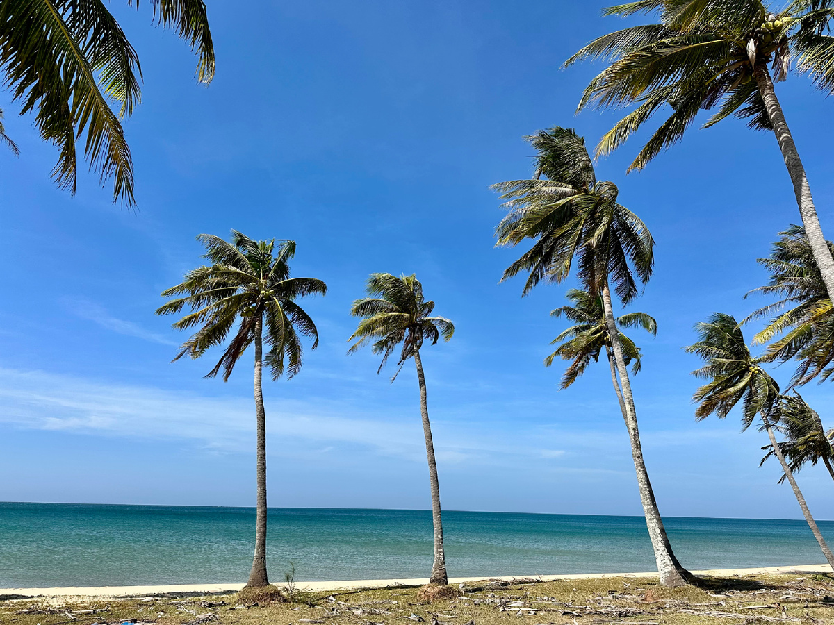 На пляже пальмы.