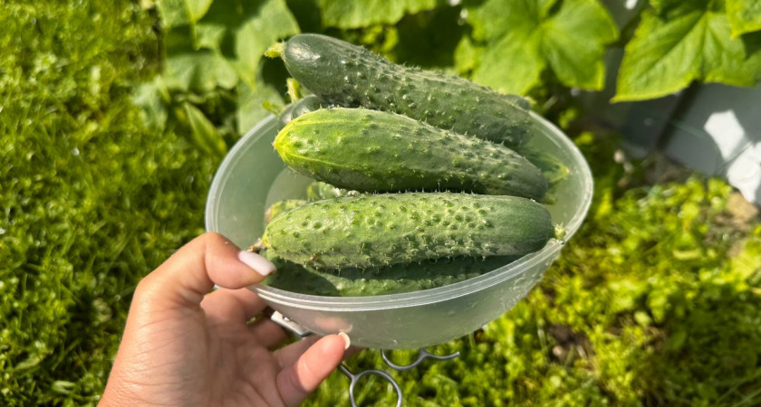    Первый городской канал Калининград