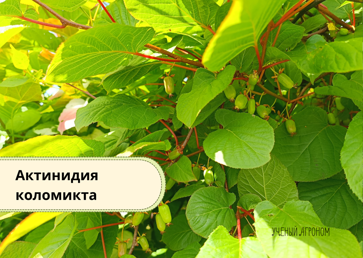 да, она дает ягоды очень подожие на киви, только маленькие