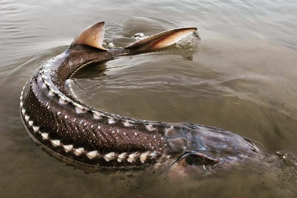 Фото с сайта: https://tepbac.com/tin-tuc/full/loai-quot-ca-hoang-gia-quot-dac-san-duoc-ua-chuong-tren-toan-the-gioi-34207.html