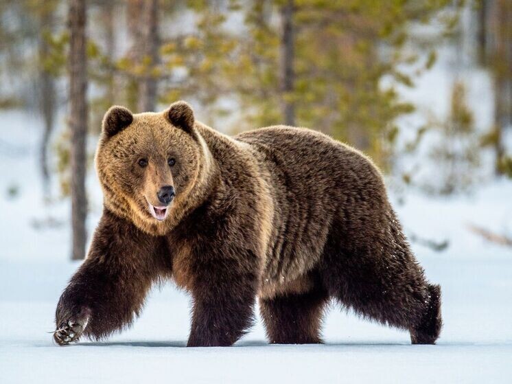     Фото: Sergey Uryadnikov/Shutterstock/Fotodom