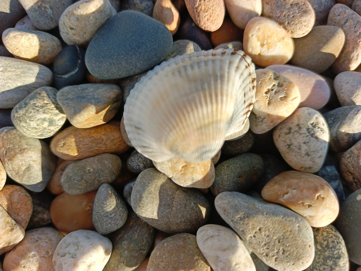 Адлер, январь 2026 года