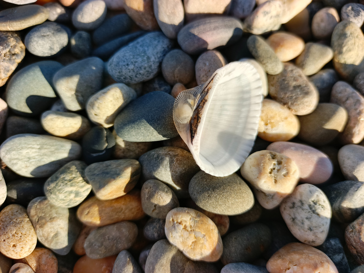 Адлер, январь 2026 года