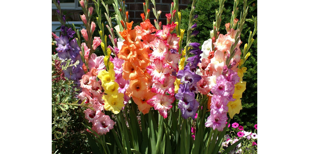 Как вырастить крупные гладиолусы