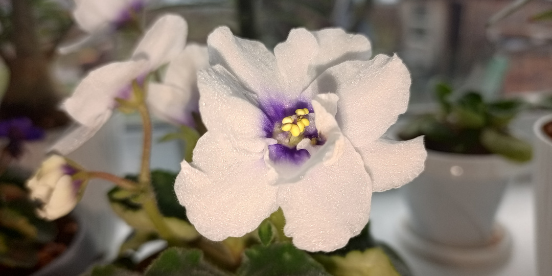 Чек‑лист «10 секретов пышного цветения фиалок на фитиле»