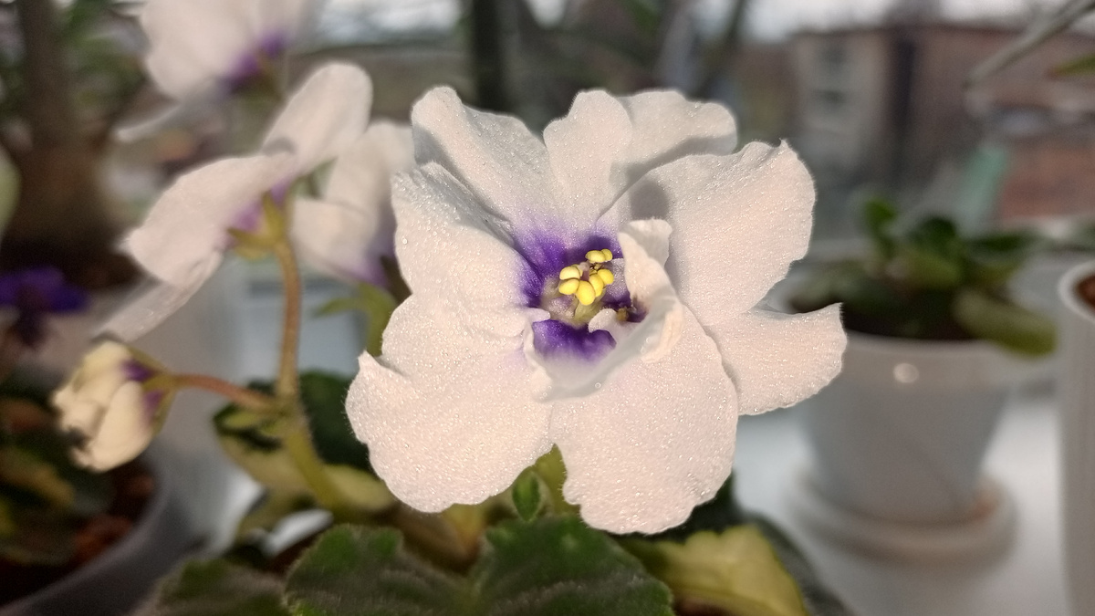 Моя красавица Dn-Гармония