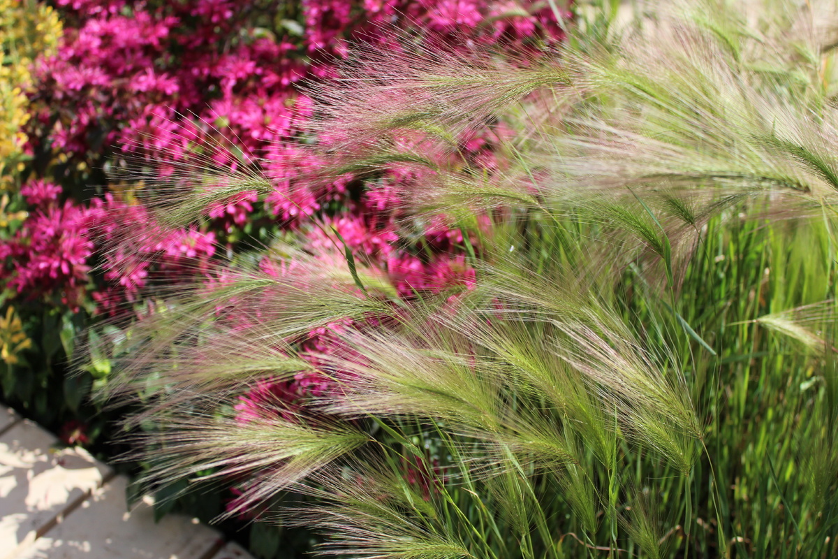    Ячмень гривастый хорош в любом цветнике