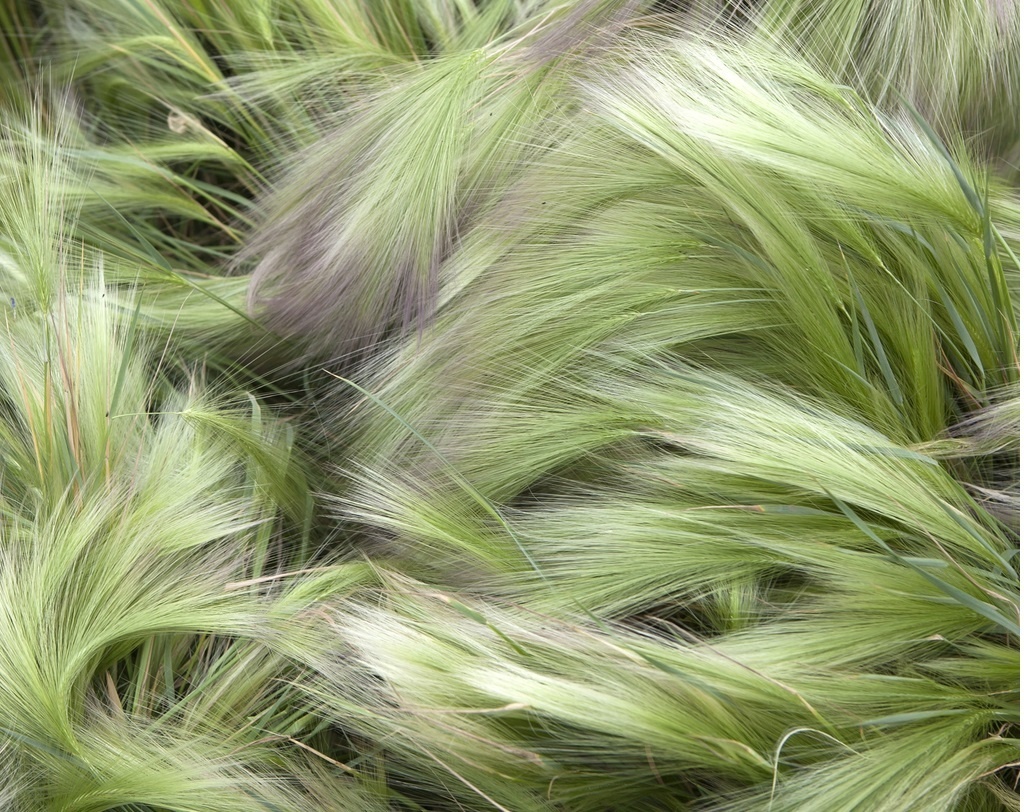    В такую гриву нельзя не влюбиться