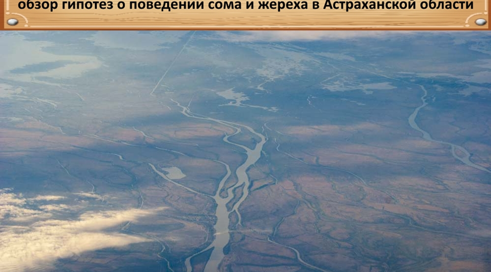 Февральские миграции рыбы в дельте Волги: обзор гипотез о поведении сома и жереха в Астраханской области
