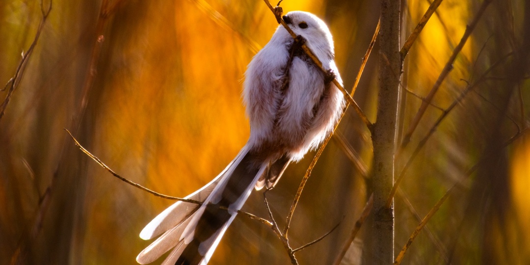 Записки астраханского натуралиста. Мои лучшие снимки 2025 года
