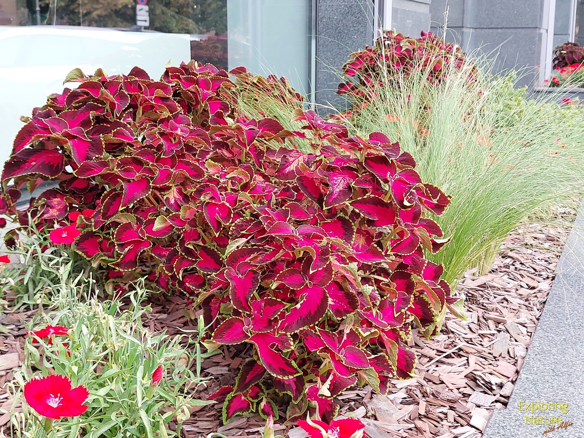 Колеус Блюме притягивает взгляды. Казань, ул. Малая Красная, август 2024