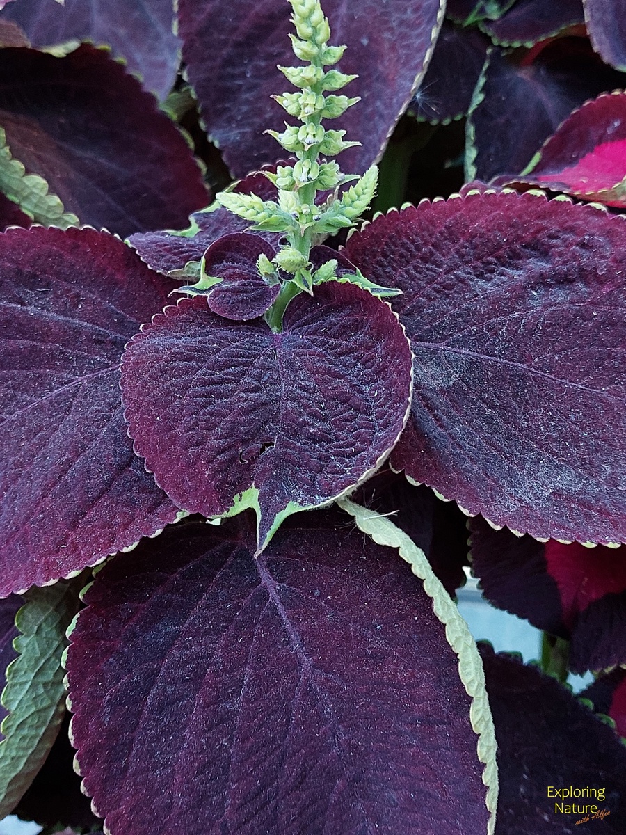 Бархатистые листья колеуса Блюме (Coleus scutellarioides (L.) Benth.)