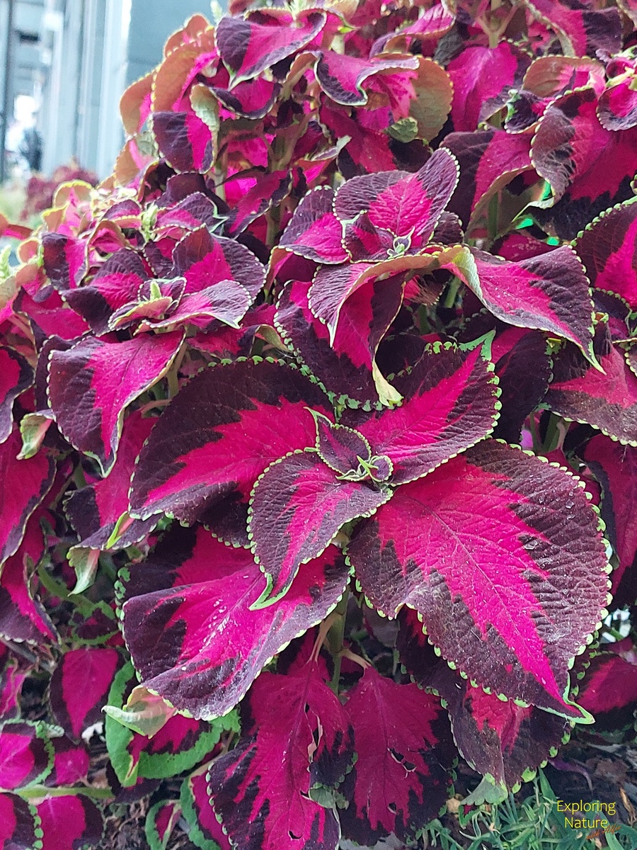 Яркие листья