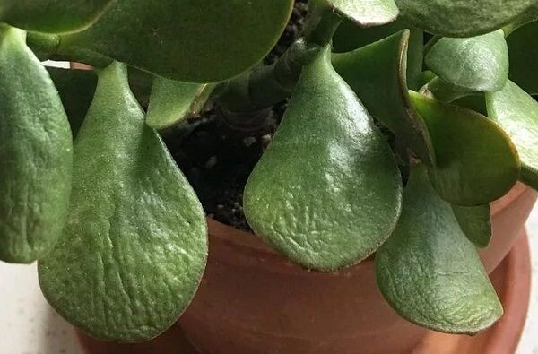 Сморщеные листья толстянки при здоровом стволе - явный признак недостаточного полива. Фото с Интернета