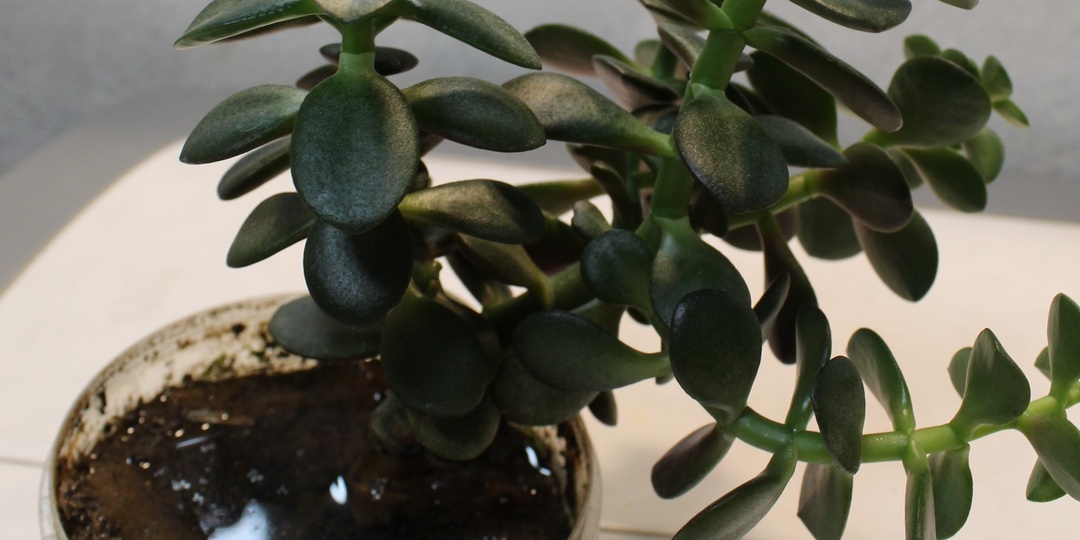 Как поливать денежное дерево. Основные ошибки при поливе толстянок. Чем отличается полив зимой и летом.