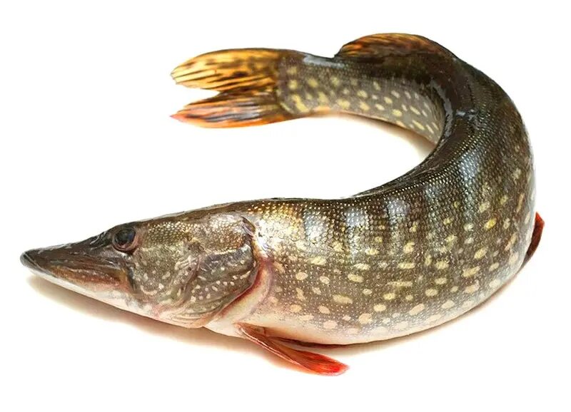 щука неразделанная, скрин из бесплатного архива Яндекса