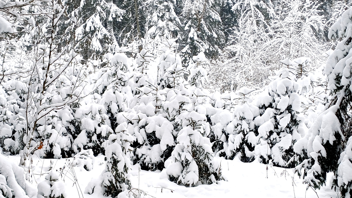 Нежность из снега. Татьяна Федотова - автор фото.