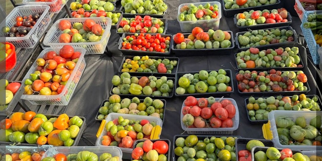 Томаты которые рекомендуют опытные дачники: лучшие сорта и гибриды томатов для теплицы и открытого грунта. Часть 3