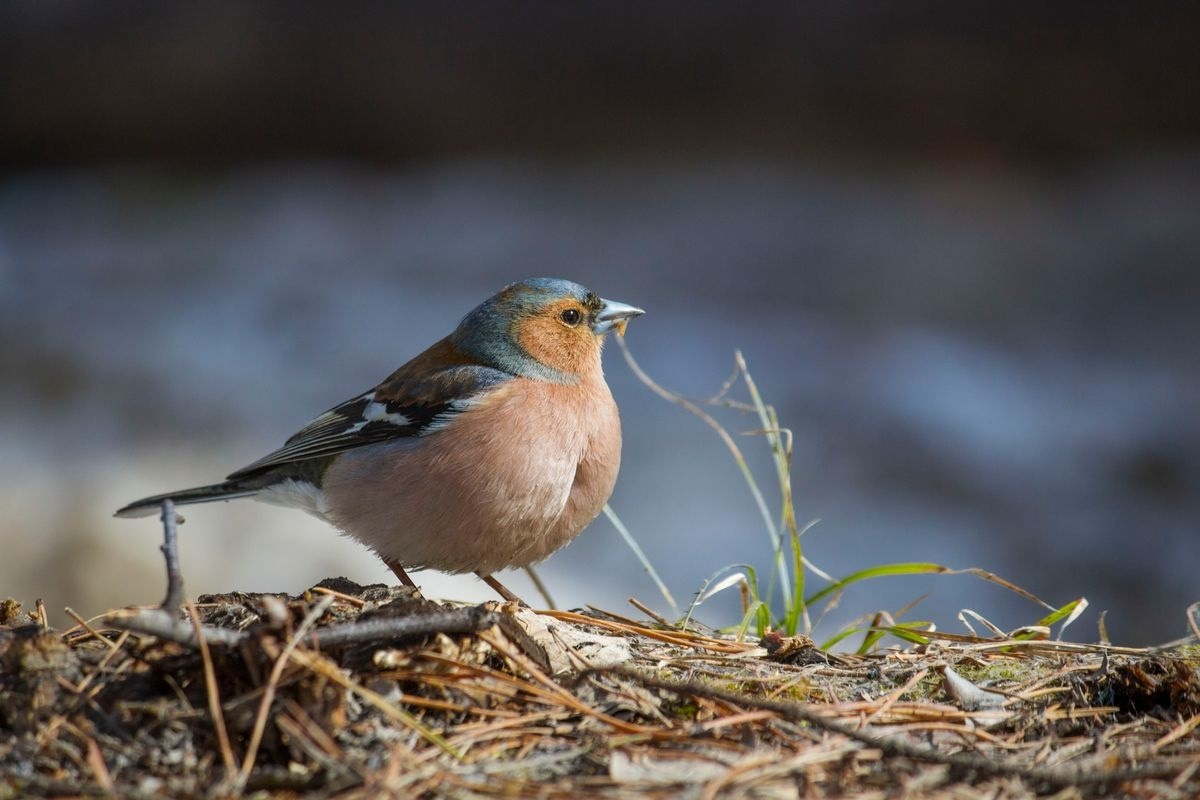 Фото с сайта: https://birdbook.online/ru/post1202_33