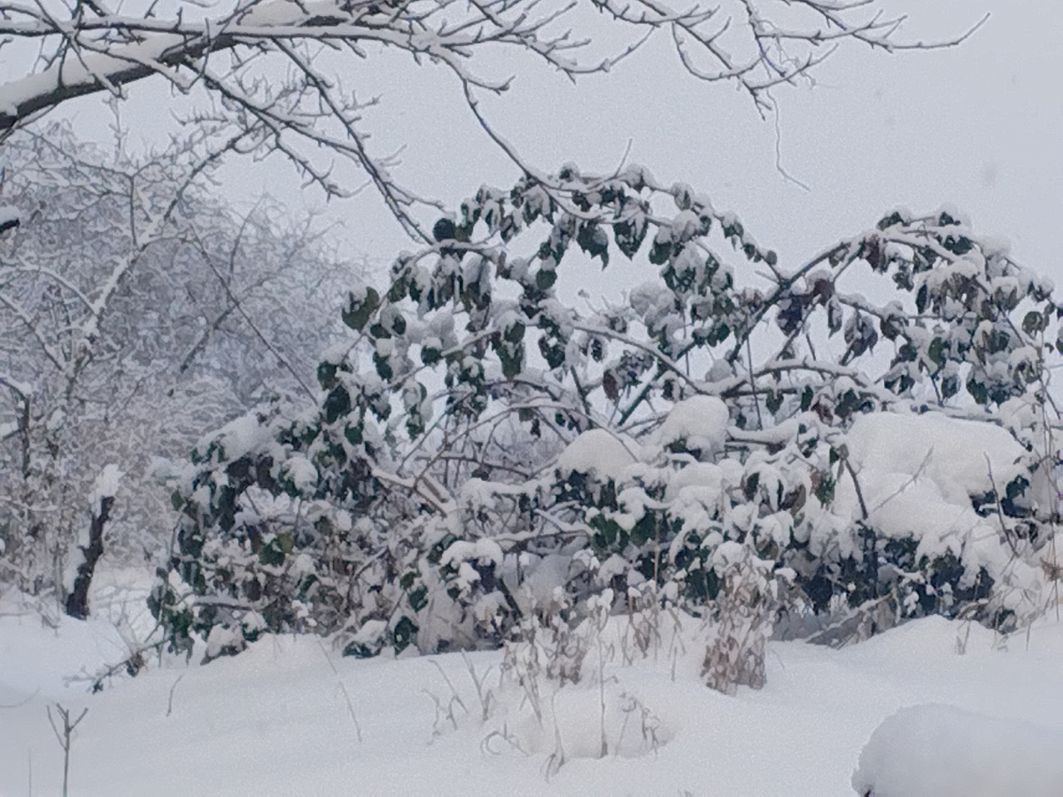 Не накрыла в эту зиму ежевику. Ягод видимо не будет.