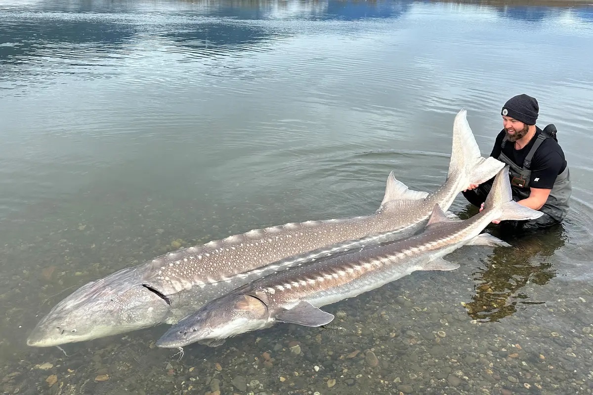 Фото с сайта: https://www.epochtimes.ru/mir/biolog-vylovil-230-kilogrammovogo-osetra-na-reke-frejzer-v-kanade-219174/