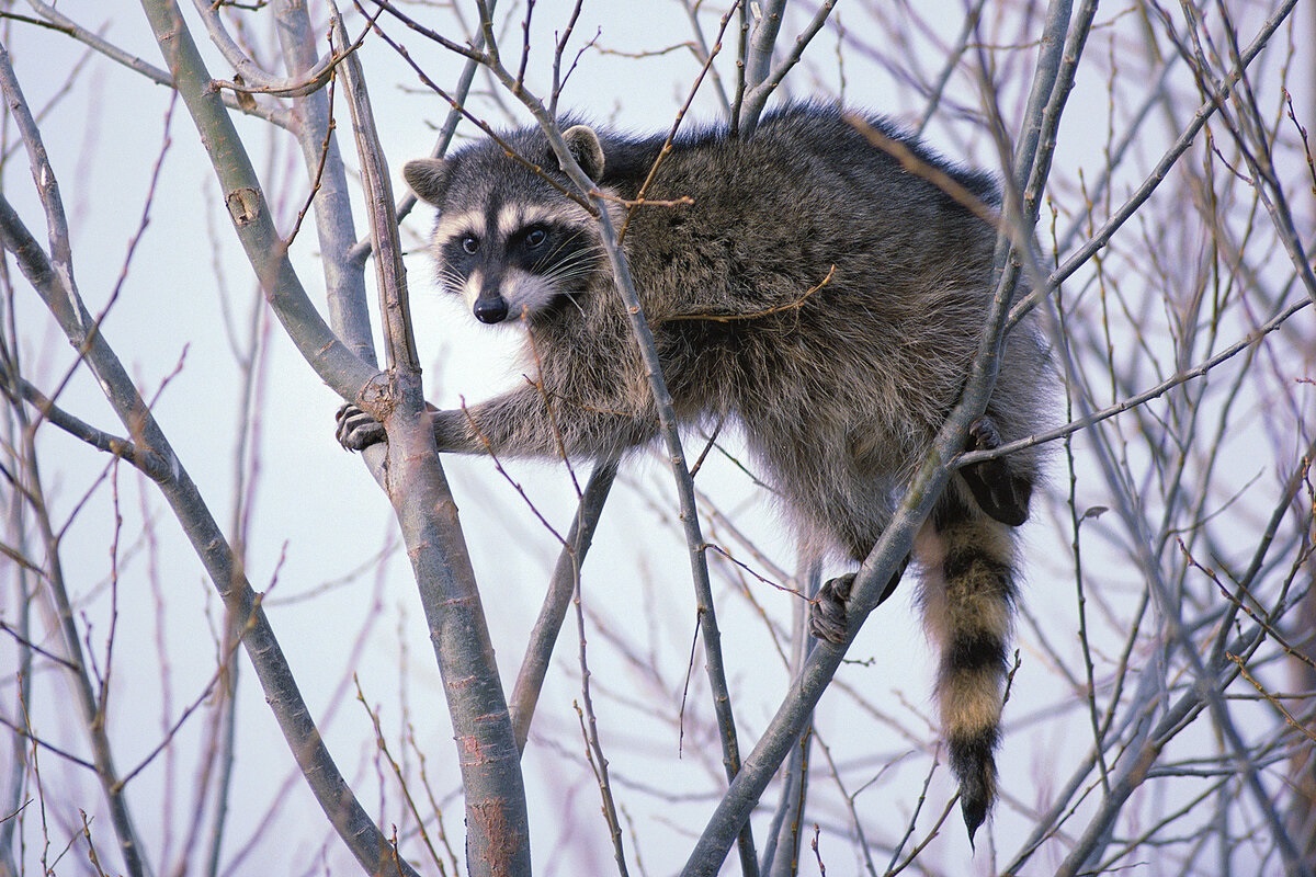 Фото с сайта: https://immunocap.ru/photo/gde-obitayut-enotiy/