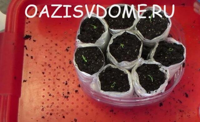 Всходы баклажанов в самокрутках 