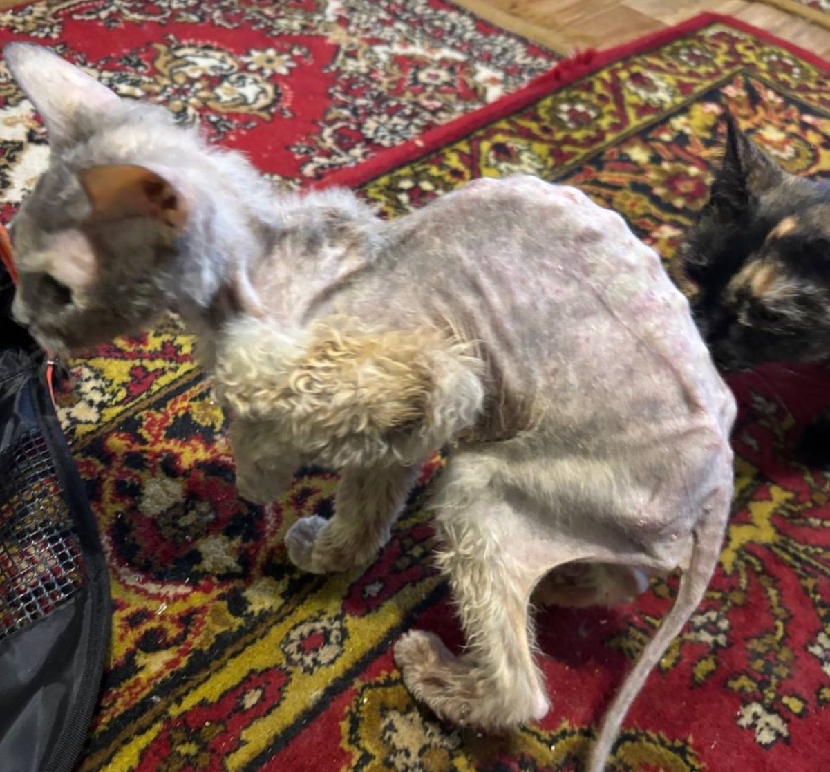    Кошку Соню привезли в ветклинику на эвтаназию